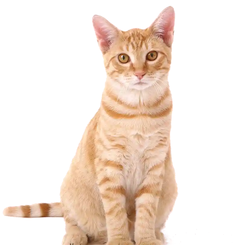 An orange cat An orange cat