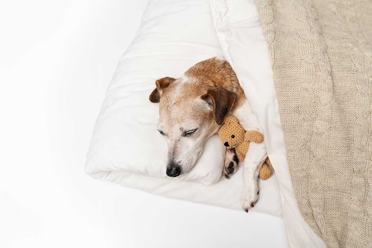A sleeping older dog A sleeping older dog