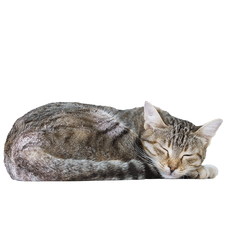 A sleeping cat A sleeping cat