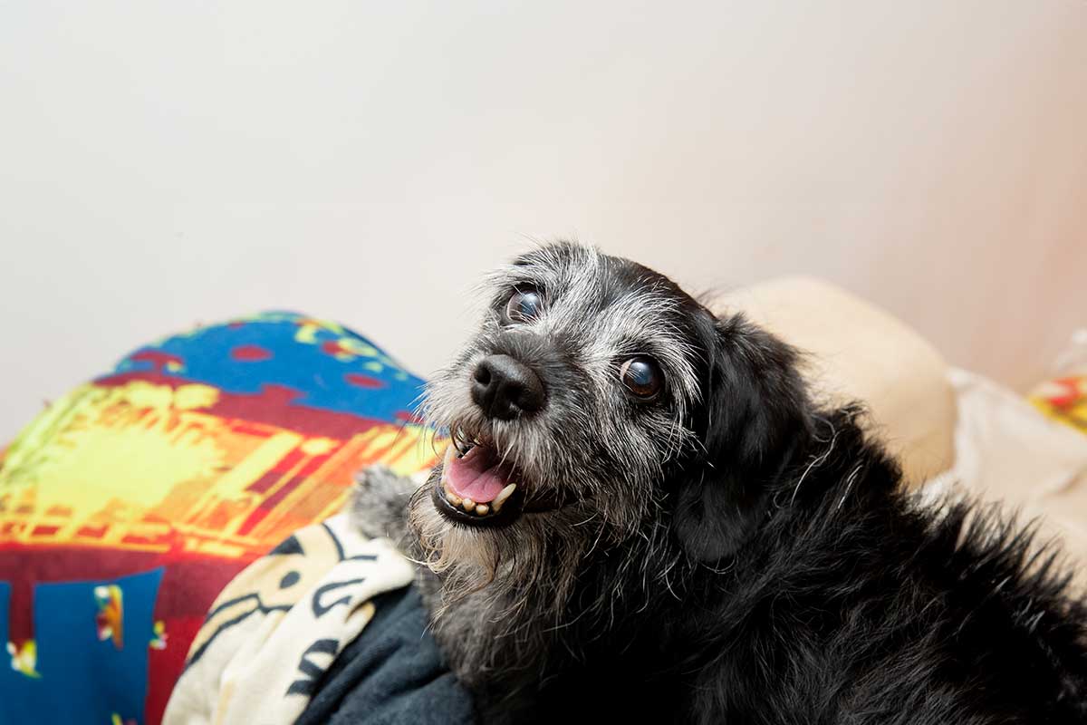 An older dog An older dog