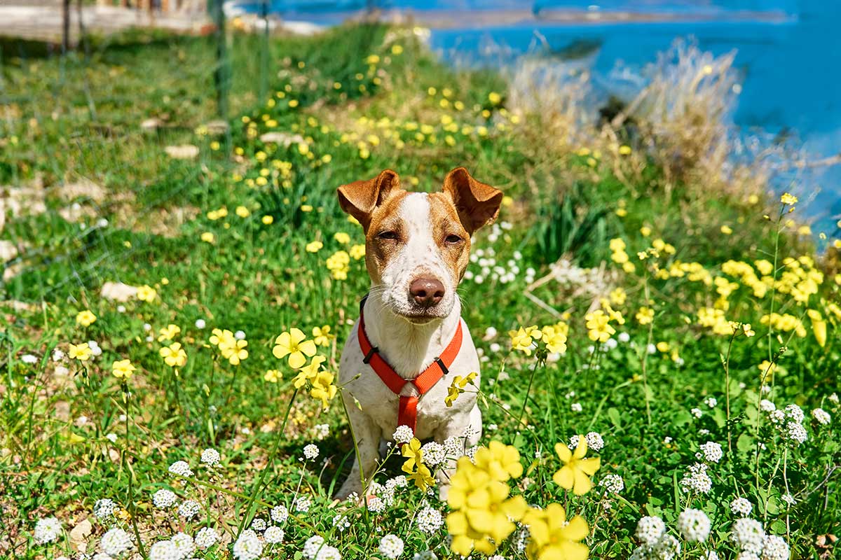 A dog in a flowered field A dog in a flowered field