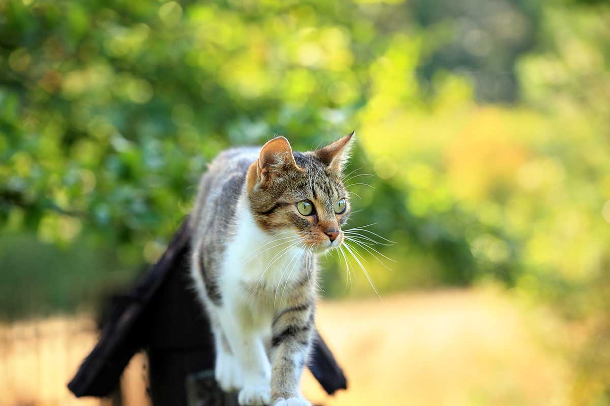 A cat walking on a fence A cat walking on a fence
