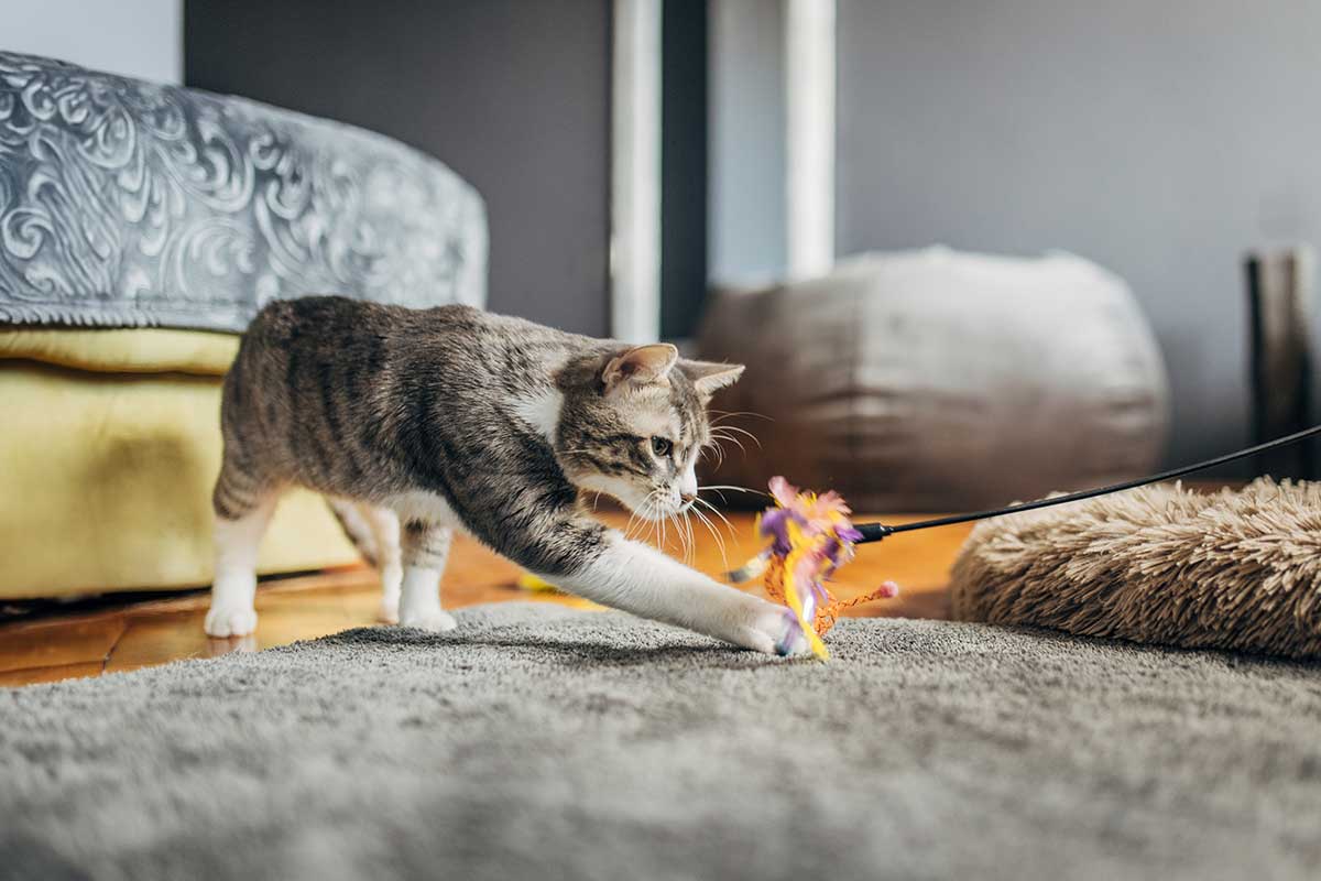 Services PetSmart Veterinary Services Snellville
