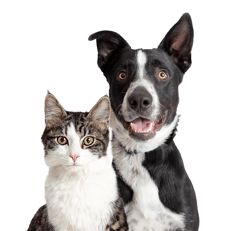 A dog and cat sitting up A dog and cat sitting up