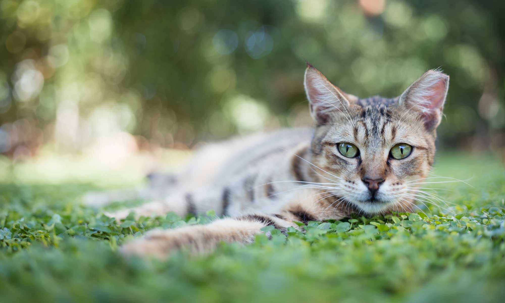 A cat looking forward