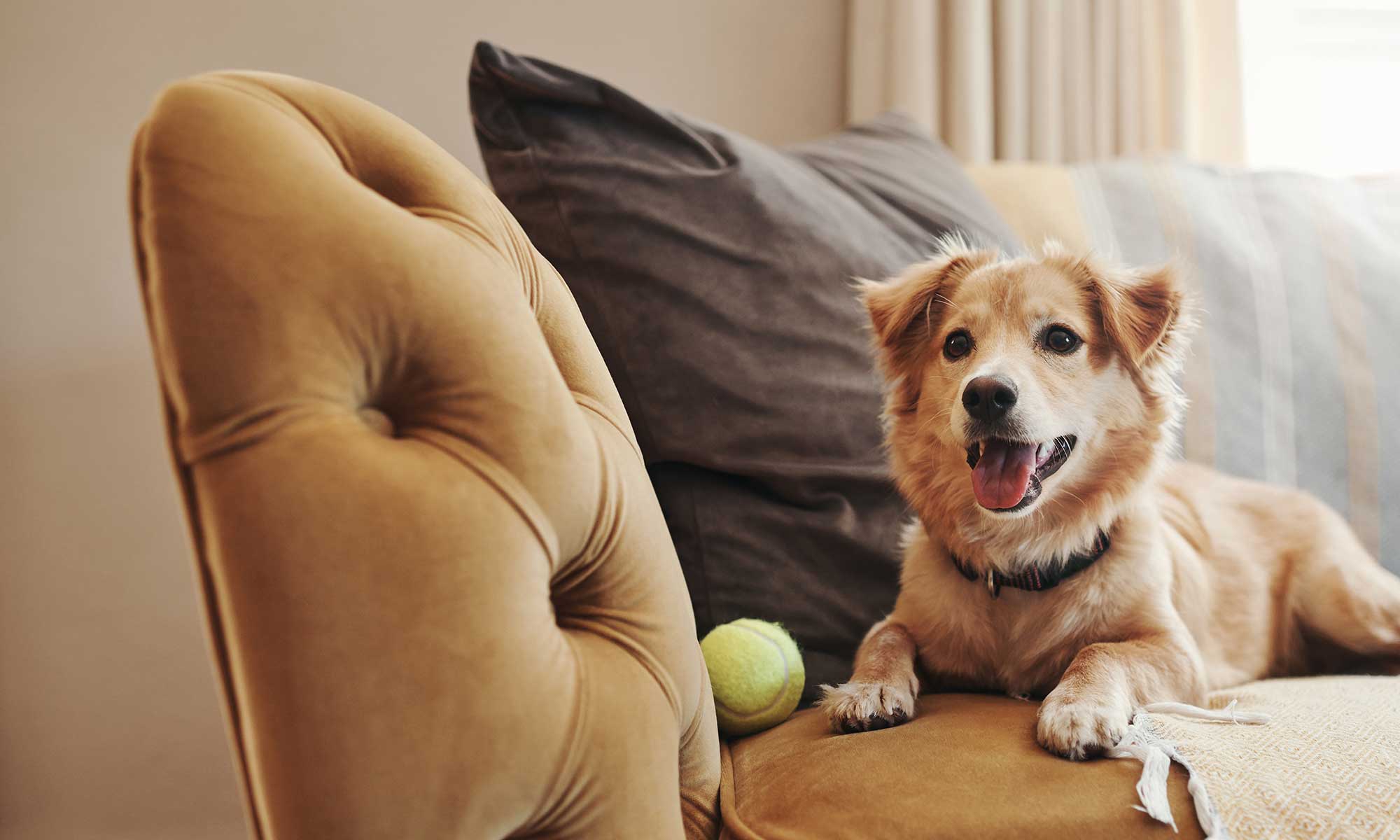 A dog on a couch