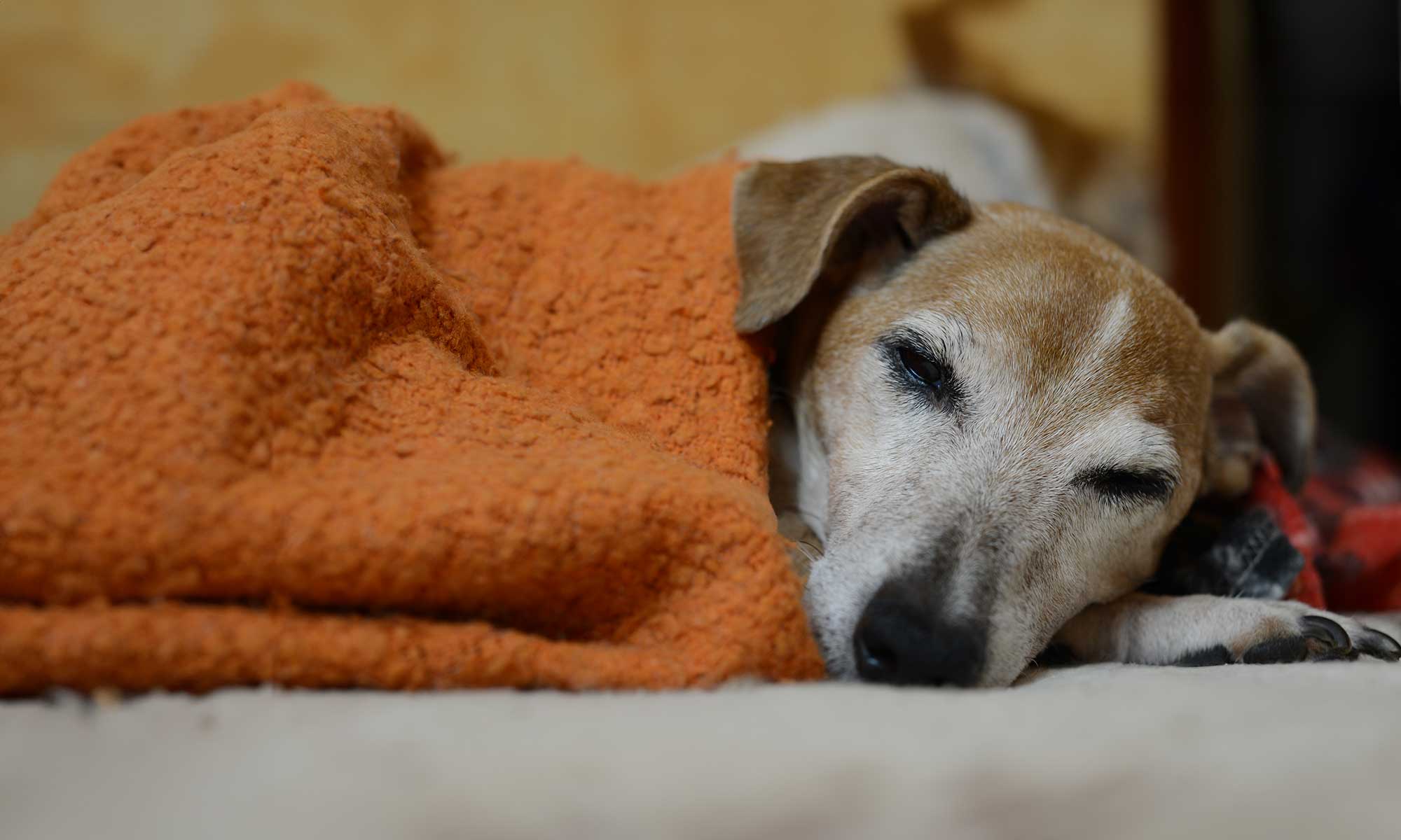 A sleeping older dog