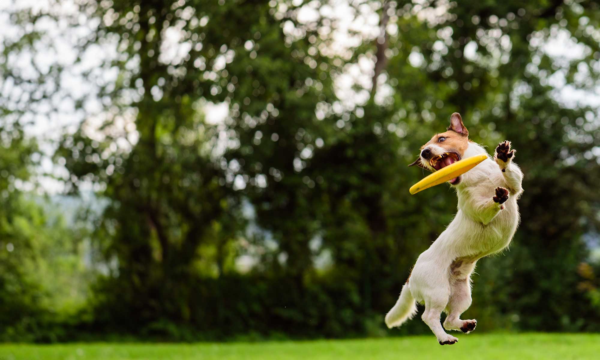 A dog catching a frisbee