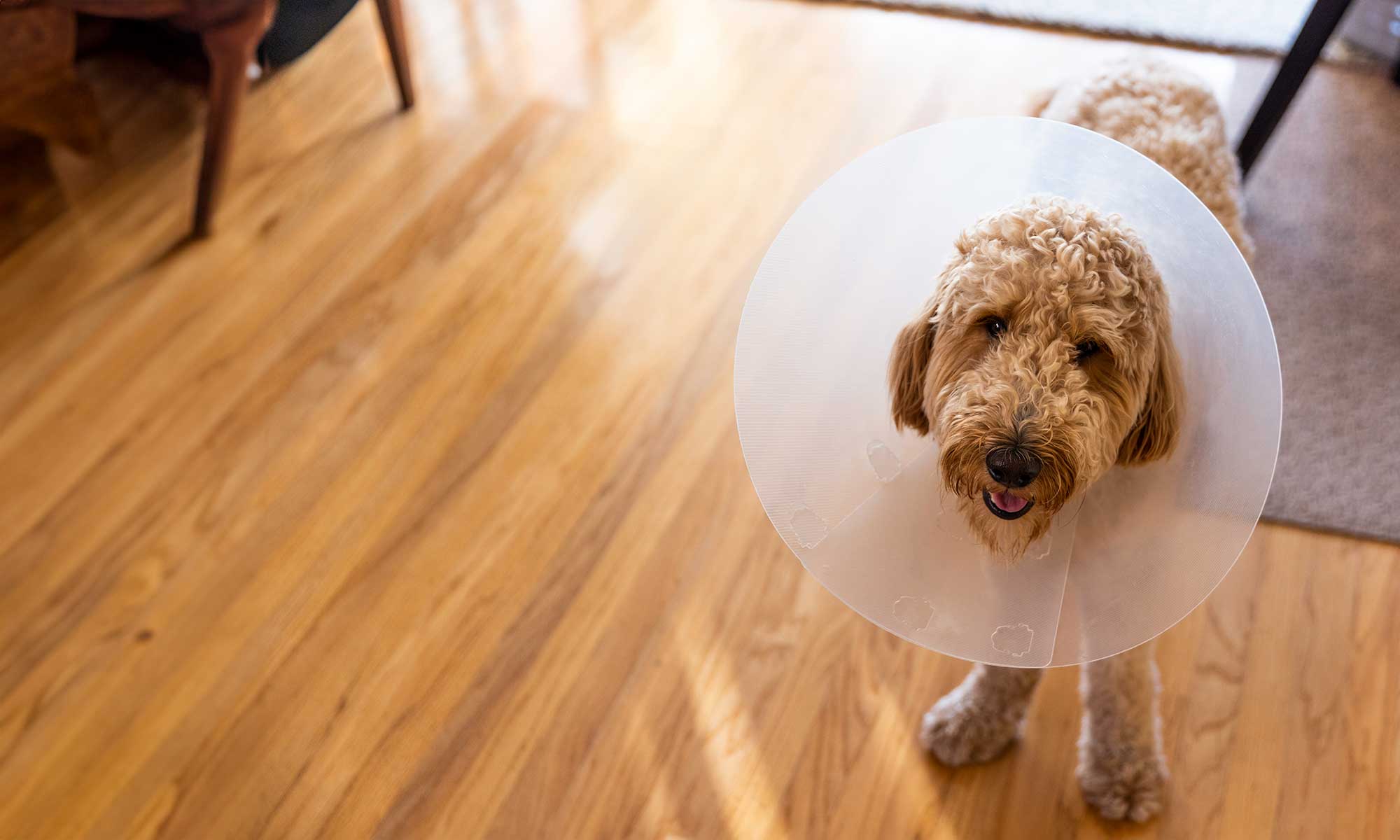 A dog wearing an e-collar