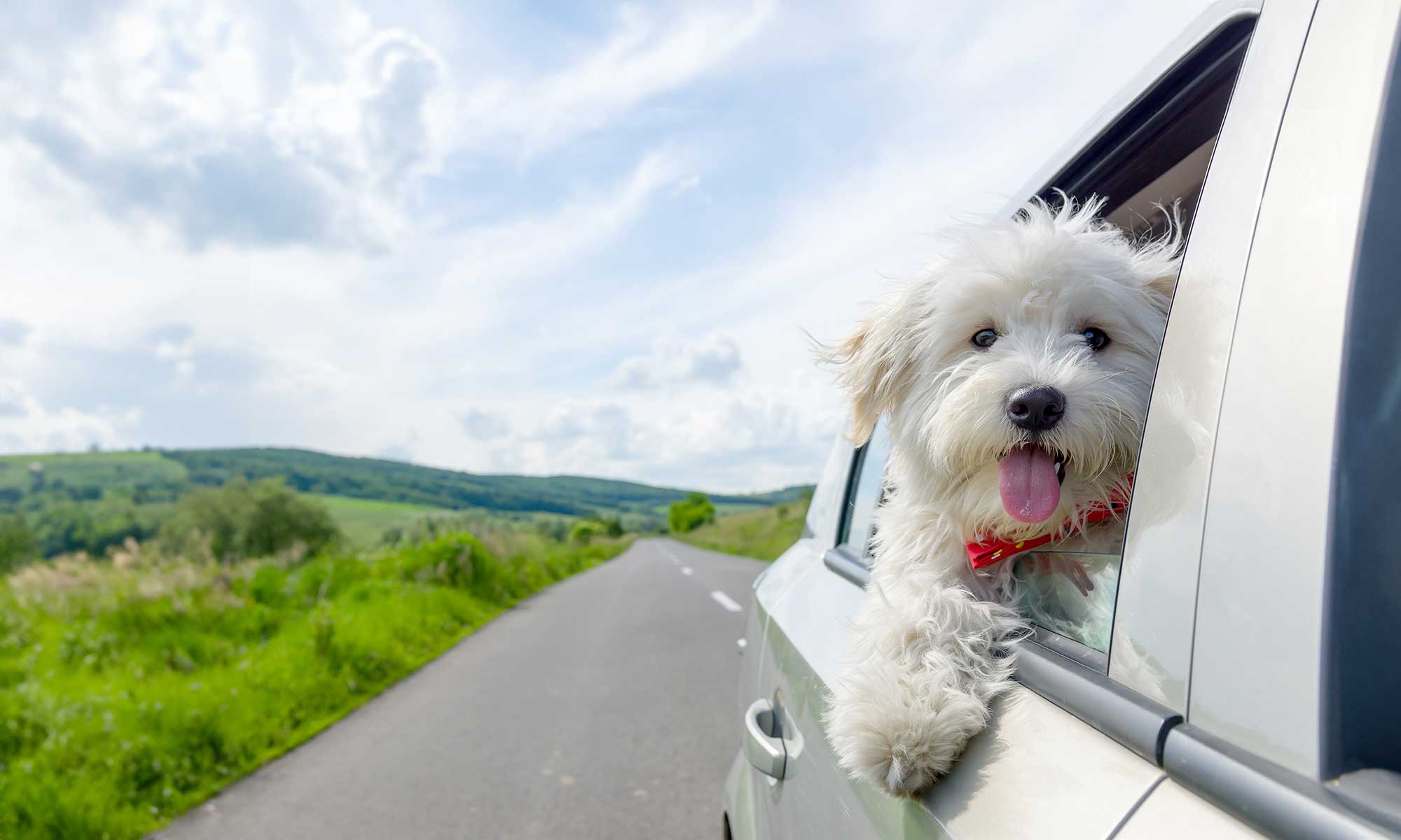 A dog going for a ride
