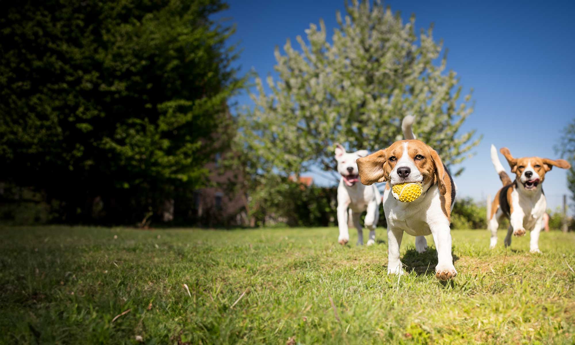 Beagles running outdoors
