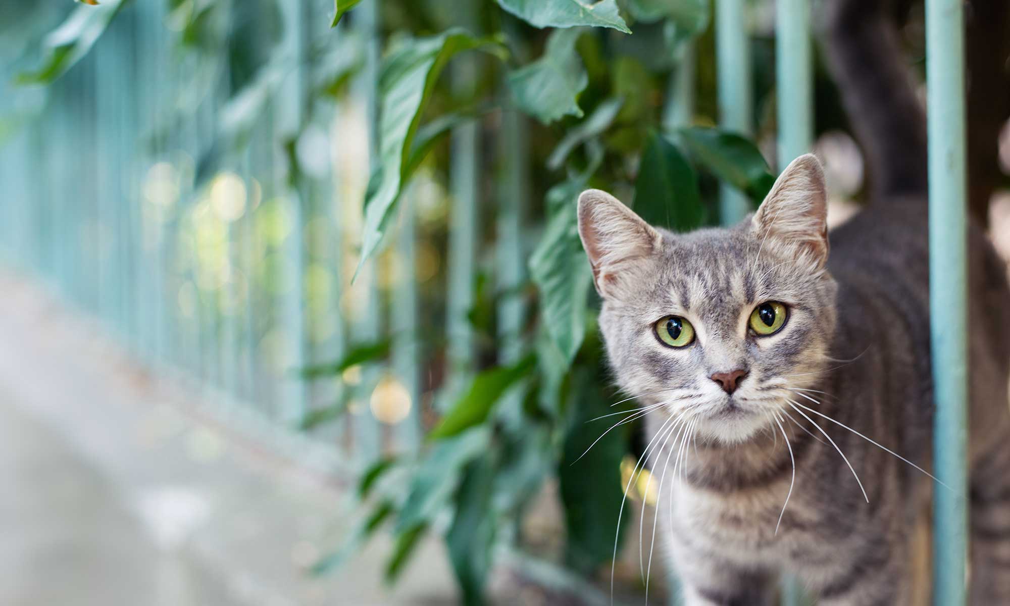 An alert cat